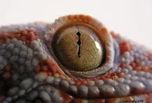eyes gecko macro reptiles 1600x1200 wallpaper Art HD Wallpaper